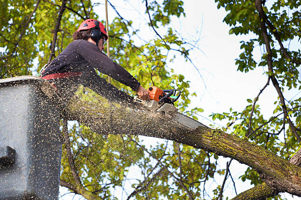 Why Choose Our Tree Removal Services in Northgate, OH?